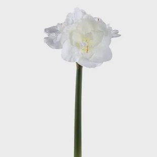 PTMD - Kunstbloem Amaryllis - Wit - 17x38x75cm