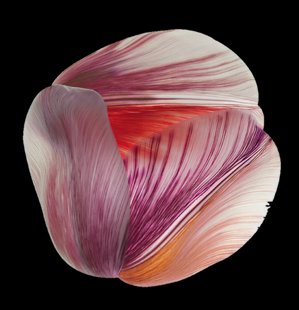 Moooi Carpets - Vloerkleed Shell Red Low Pile -