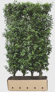Kant en klaar haag Prunus lusitanica Angustifolia 100x150cm.