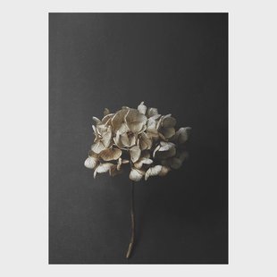 Paper Collective Still Life 04 Hydrangea poster 50x70 cm