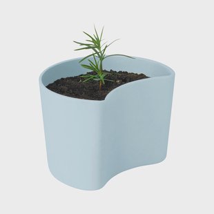 RIG-TIG YOUR TREE pot met zaadjes Blauw (Pijnboom)