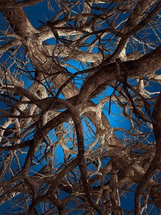 Moooi Carpets Liquid Maple Vloerkleed 300x400