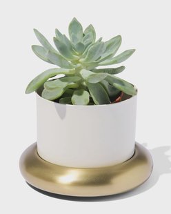 HEMA Bloempot Ø10x6.5cm metaal met schotel wit-goud (wit)