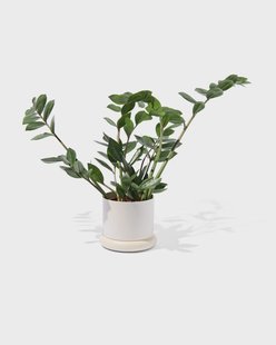 HEMA Bloempot Ø15.5x12cm Metaal Wit (wit) HEMA Bloempot Ø15.5x12cm Metaal Wit (wit)