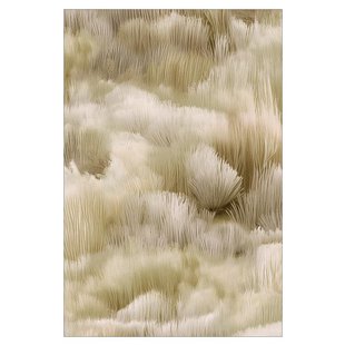 Moooi Carpets Beetle Dunes Vloerkleed 200x300 Polyamide Hay