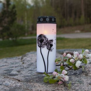 STAR TRADING LED graflicht Paardenbloem, 21 cm wit/zwart kunststof batterij