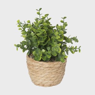 Plantje in rieten mand - rond blad - ø10x19 cm