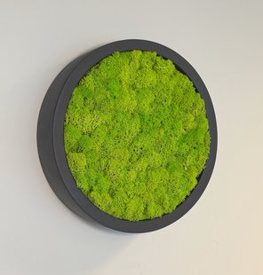 Mosschilderij Linn Fiberstone S