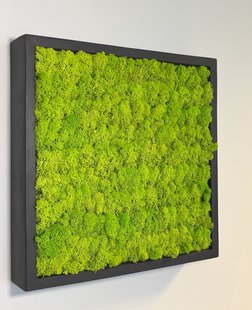 Mosschilderij Linn Fiberstone vierkant 50x50 cm