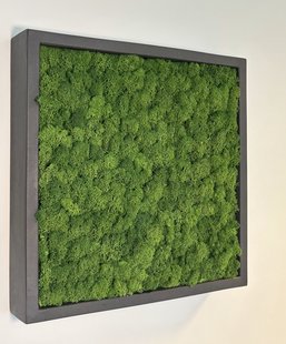 Mosschilderij Fay Fiberstone vierkant 50x50 cm.