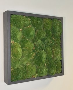 Mosschilderij Jade Fiberstone vierkant 50x50 cm