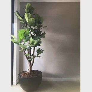 Vase The World - Louisiana - black Ø60 x H38 cm Vase The World - Louisiana - black Ø60 x H38 cm
