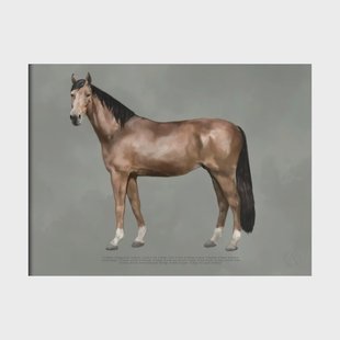 Kunskapstavlan® The anatomy of the horse poster 50x70 cm
