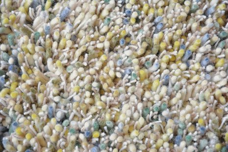 Brink en Campman - Young 61807 - 250x350 cm Vloerkleed