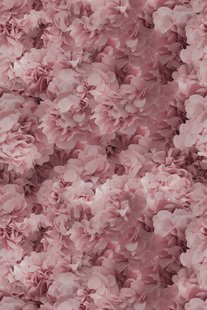 Moooi Carpets - Laagpolig Vloerkleed Hortensia Pink Low Pile -