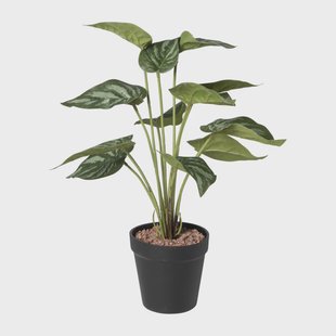 Kunstplant syngonium - 36 cm