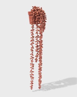 HEMA Kunst Erwtenplant Terra (terra) HEMA Kunst Erwtenplant Terra (terra)