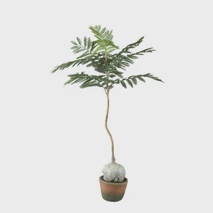 PTMD Tree Green Jacaranda Tree In Pot PTMD Tree Green Jacaranda Tree In Pot