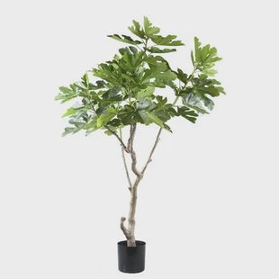 PTMD Tree Green Fig Tree In Pot L