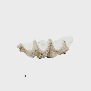 Light & Living - Ornament SHELL - 52x28x18cm - Bruin