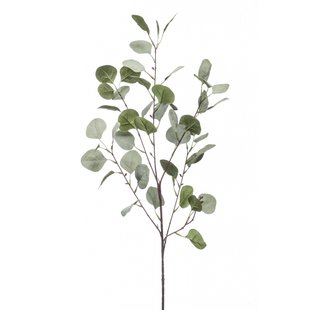 Eucalyptus