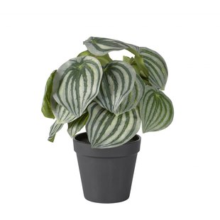Peperomia