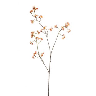 Euonymus