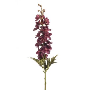 Delphinium Delphinium