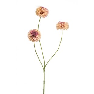 Dahlia pompom