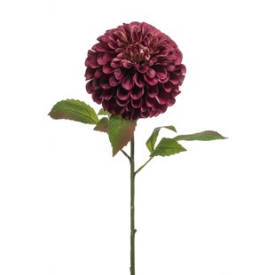 Dahlia pompom Dahlia pompom