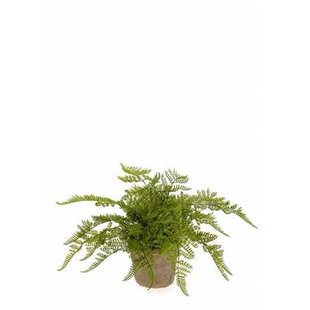 Easyplants Kunst Varen 30 Cm