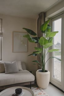 Kunst Strelitzia 180 cm