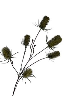 Kunstbloem Distel - licht groen - 87 cm