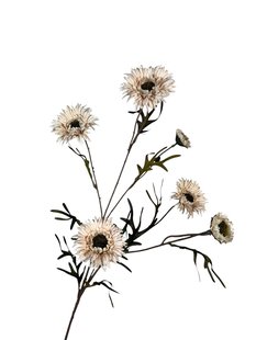 Kunstbloem Daisy - Roze - 80 cm