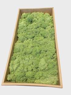 MOSS concepts Rendiermos mediumgroen 500 gram