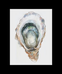 Elegante Oesterschelp Poster