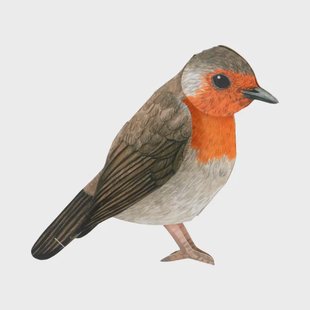 Kaart 3D met envelop, roodborstje