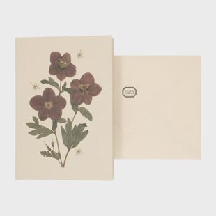 Kaart met envelop, helleborus