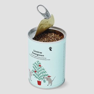 Kweek je eigen kerstboom