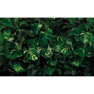 Fotobehang Tropical Wall - Groen - 2,50m X 400cm