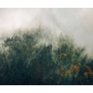 Fotobehang Tales Of The Carpathians - Groen - 2,50m X 300cm