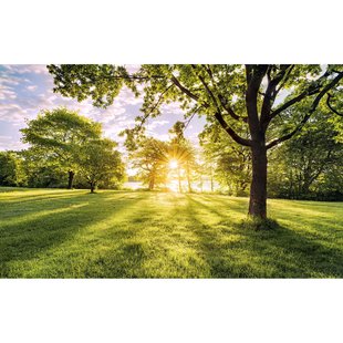 Fotobehang Golden Moment - Groen - 2,50m X 400cm