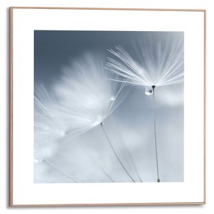 Schilderij Paardenbloem Wit 50x50cm