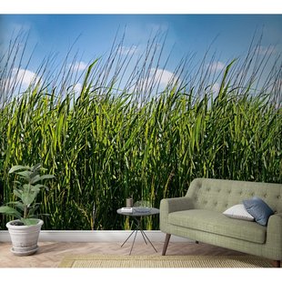 Fotobehang Gras - Groen - Blauw - 2,70m X 159cm