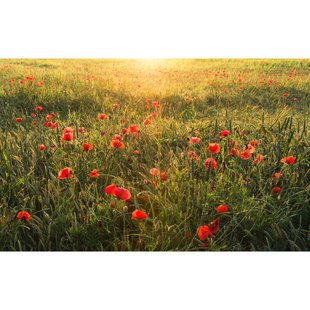 Fotobehang Poppy World I - Groen - 2,80m X 450cm