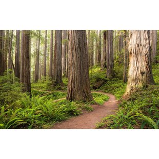 Fotobehang Redwood Trail - Meerkleurig - 2,80m X 450cm