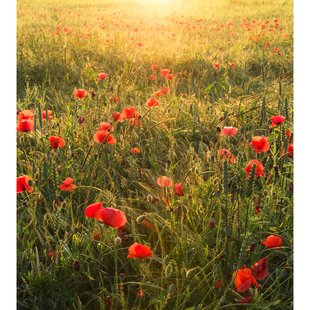 Fotobehang Poppy World - Meerkleurig - 2,80m X 250cm