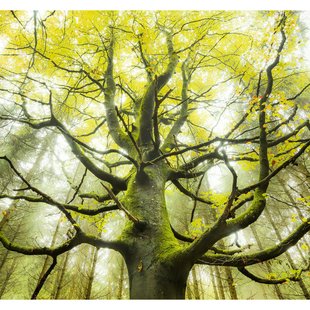 Fotobehang Der Traumbaum - Groen - 2,80m X 300cm