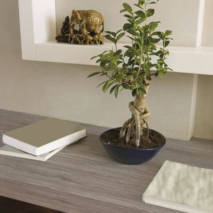 Transform Zelfklevende Decoratiefolie Oak Grijs 45x200 Cm