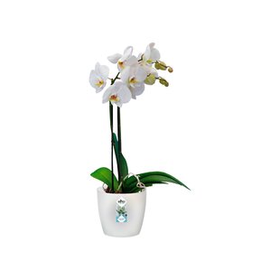 Elho Bloempot Brussels Orchidee Ø16cm Transparant